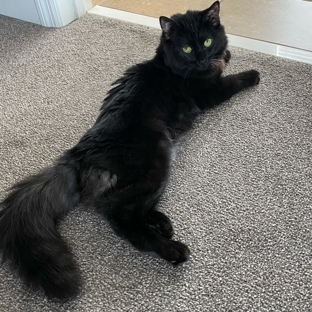 Fluffy - Picture 16 of 16